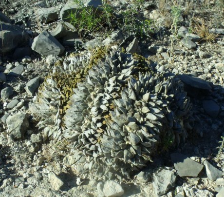 PT 154 Ariocarpus retusus f. cristata, La Luz