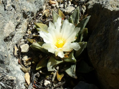 PT 155 Ariocarpus retusus, El Sabinito