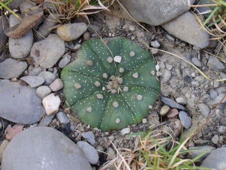 PT 148 Astrophytum asterias, Lucio Blanco (2)