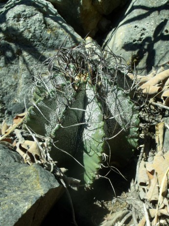 PT 64 Astrophytum capricorne minor, Mina (2)