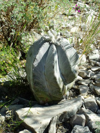 PT 39 Astrophytum myriostigma potosinum, před San Bartolo (2)