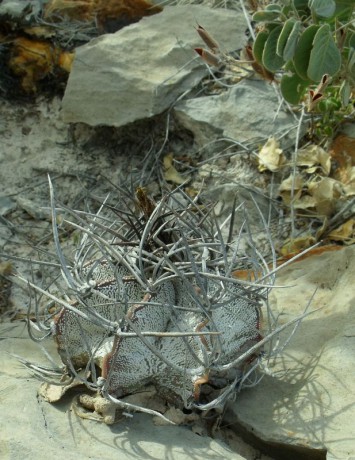 PT 92 Astrophytum niveum, Cuatro Cienegas