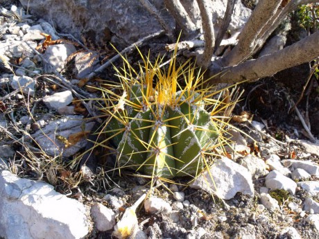 PT 15 Astrophytum ornatum, nad Presa de Zimapan (1)