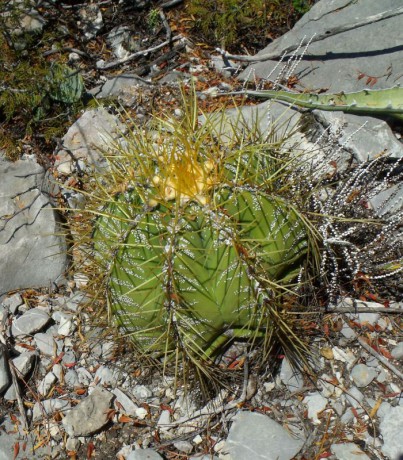 PT 15 Astrophytum ornatum, nad Presa de Zimapan (2)