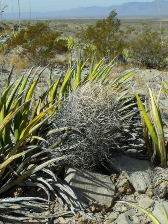 PT 86 Astrophytum senile aureum, před El Hundido