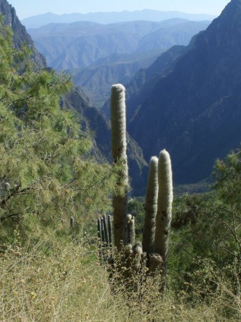 Cephalocereus senilis, Tolantongo