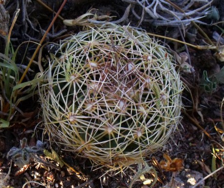 PT 32 Coryphantha cornifera, za El Vergel