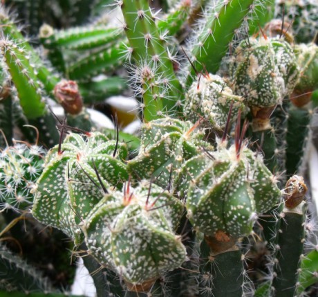 Astrophytum capricorne Bustamante stáří 1 rok