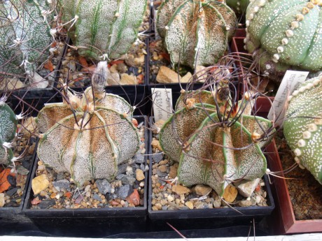 Astrophytum capricorne major SB 331, Higueras