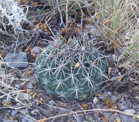 PT 71 Coryphantha difficilis, La Luz