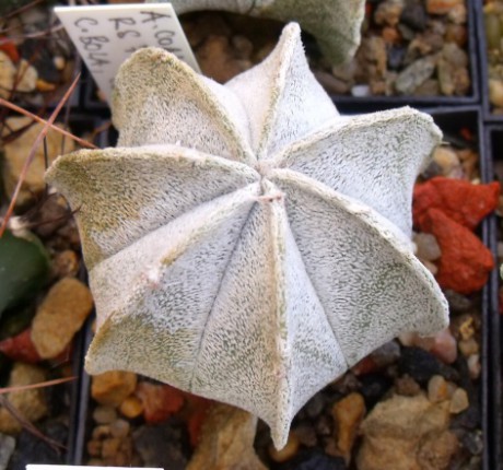 Astrophytum coahuilense, Cerro Bola, 7 žeber