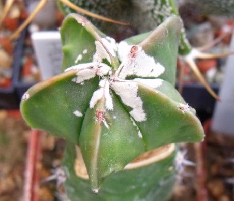Astrophytum myriostigma cv. hakuun