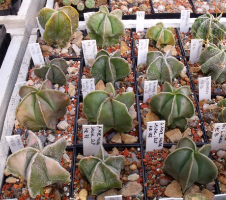 Astrophytum myriostigma nudum a seminudum HR 78, Jaujal, SLP