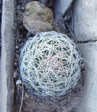 PT 153 Coryphantha gracilis, jižně Valle del Rosario