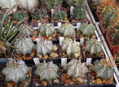 Astrophytum niveum Cuatrociénegas