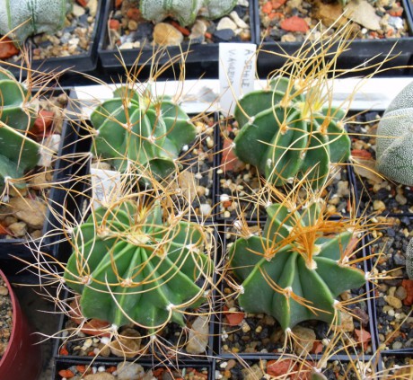 Astrophytum senile aureum f. multicostatum (1)