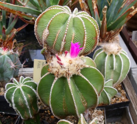 Aztekium hintonii PP 222, El Palmito