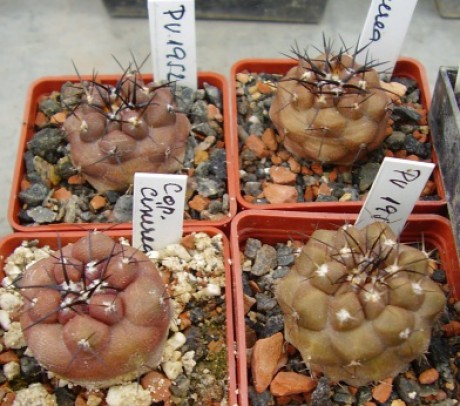 Copiapoa cinerea PV 1952, Taltal východně