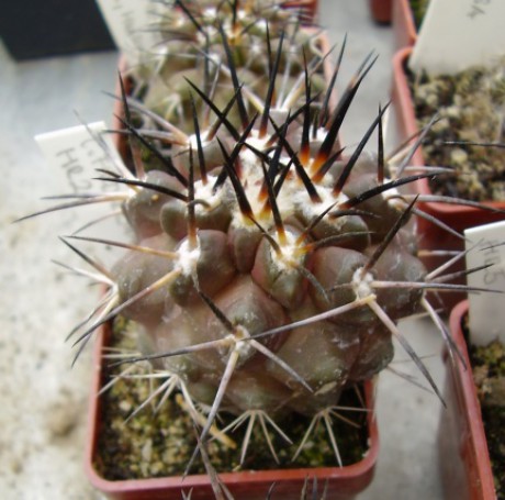 Copiapoa fiedleriana HR 2