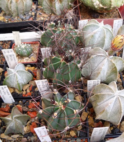 Astrophytum senile PP 457, El Amparo