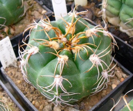 Gymno megalothelos import M. Havrdlík