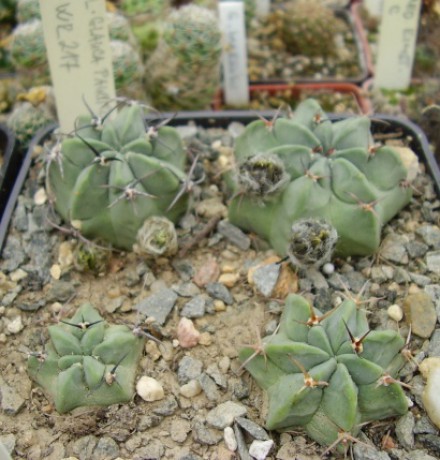 Lobivia glauca paucicostata WR 217, Quebrada de Humahuaca