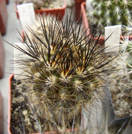 Neoporteria villosa HR 5