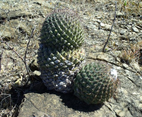 PT 112 Coryphantha longicornis, Palmito (2)