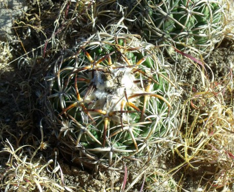 PT 129 Coryphantha tripugionacantha, San Juan Capistrano (1)