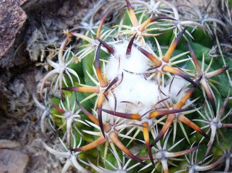 PT 129 Coryphantha tripugionacantha, San Juan Capistrano (2)