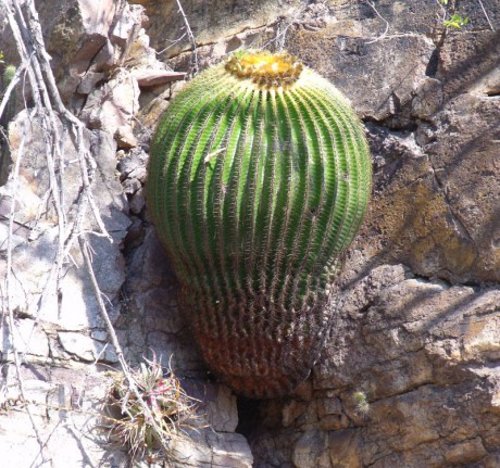 PT 128 Echinocactus grusonii, Arroyo Santiago