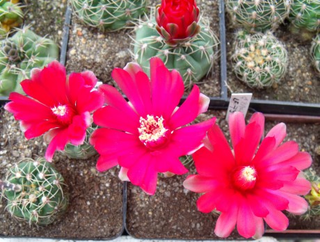 G. baldianum LF 73 