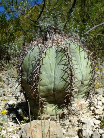 PT 77 Echinocactus horizonthalonius, La Campaňa (1)