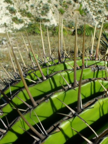 Echinocactus ingens detail, za Rayones