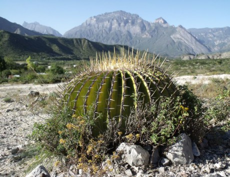 Echinocactus ingens, za Rayones