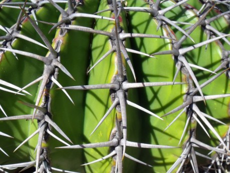 Echinocactus platyacanthus aff. detail, Cerro Prieto