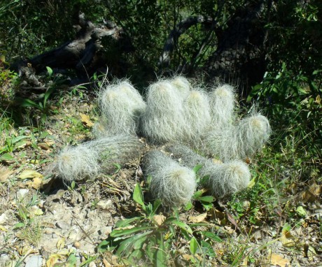 PT 74 Echinocereus delaetii, za La Luz