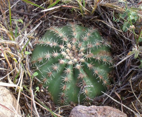 Echinocereus pulchellus weinbergii, Sierra Chapultepec