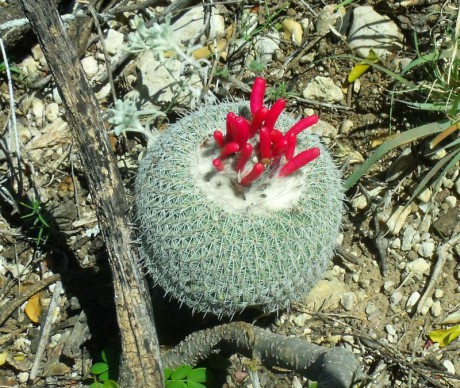 PT 63 Epithelantha micromeris unguispina, Mina (1)