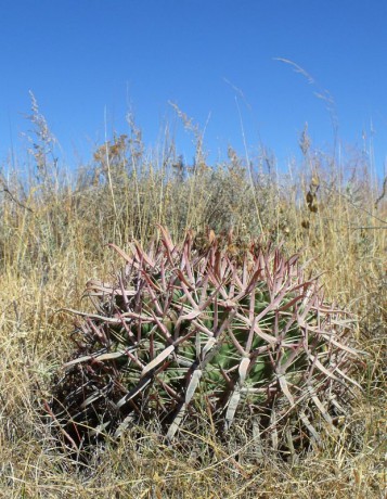 PT 121 Ferocactus latispinus, Encinal