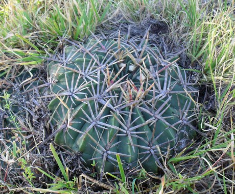 PT 29b Ferocactus macrodiscus septentrionalis, Romerillos