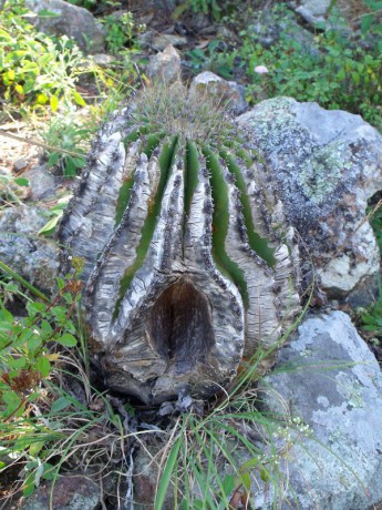 Ferocacus echidne victoriensis po požáru, Minas Asbestos