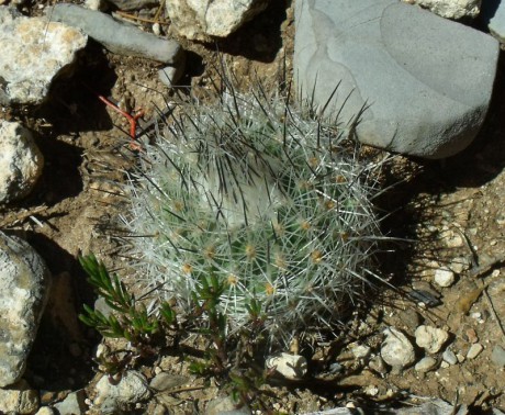 PT 59 Gymnocactus beguinii forma, Cerro El Potosí
