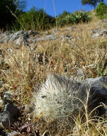 PT 61 Gymnocactus beguinii forma, za Lagunilla