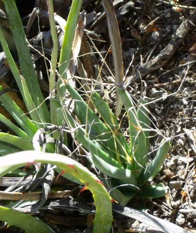 PT 46 Lechtenbergia principis, za Palomas