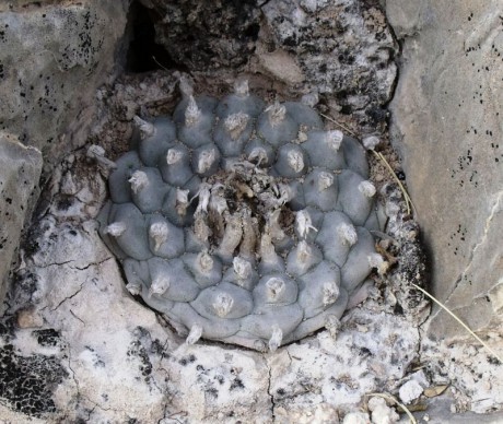 Lophophora williamsii, Cuatro Cienegas