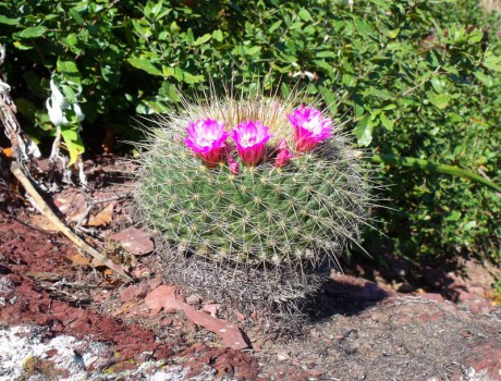 Mammillaria rubrograndis, Minas Asbestos