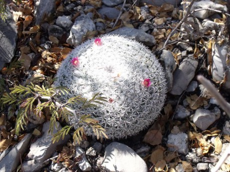 PT 11 Mammillaria cadereytensis, nad Presa de Zimapan