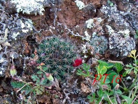 PT 16 Mammillaria occulta, Sierra El Doctor, 2900 m n.m.