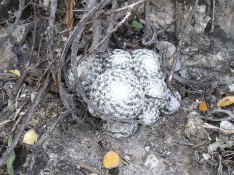 Mammillaria humboldtii, za Milpa Grande